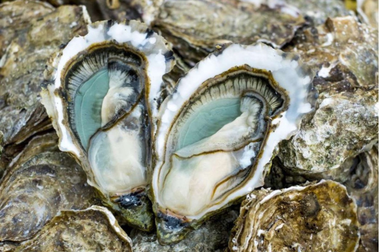 Les huîtres Marennes Oléron IGP