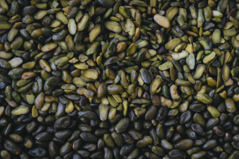 pistache en Provence