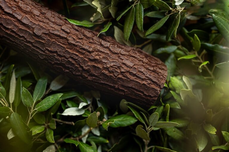 Les bûches de Noël 2023