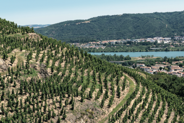 l’appellation Saint-Joseph