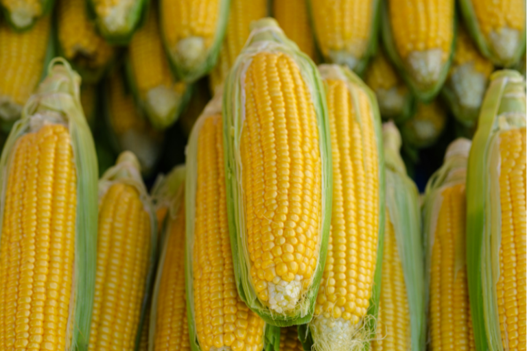 Le maïs doux