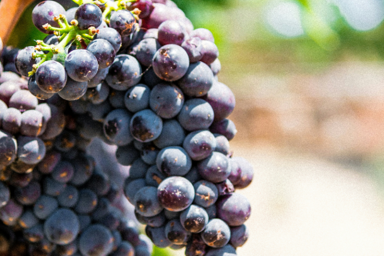 Le millésime 2024 en Bourgogne