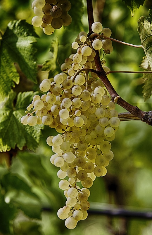 grappe de raisin