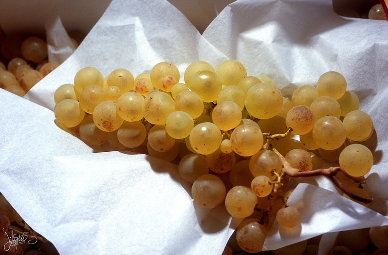 Grappe de Chasselas de Moissac