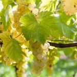 Le Chasselas de Moissac