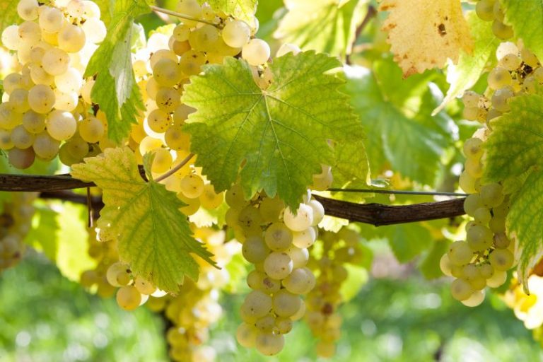 Le Chasselas de Moissac