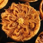 Les galettes des Rois 2026