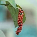 Le poivre des Bolovens