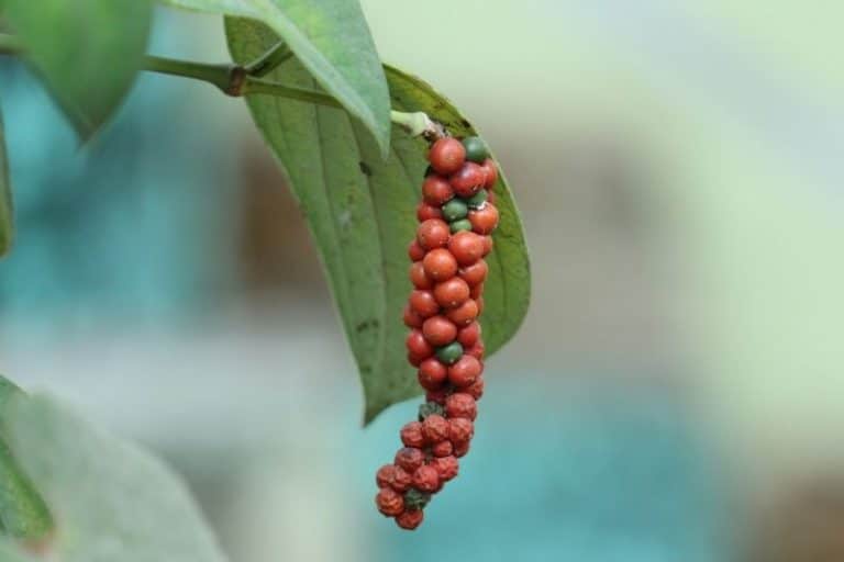 Le poivre des Bolovens