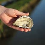 Les bienfaits nutritionnels des huîtres