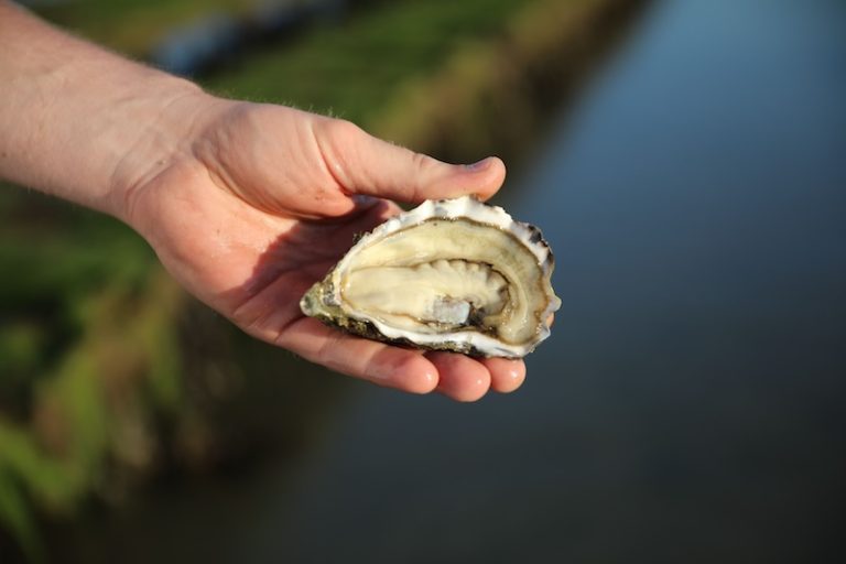 Les bienfaits nutritionnels des huîtres