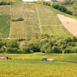 Le millésime 2025 en Centre-Loire