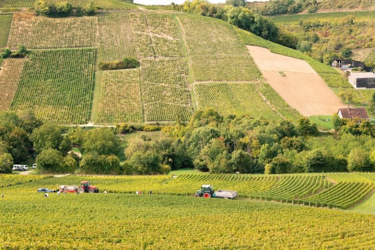 Le millésime 2025 en Centre-Loire