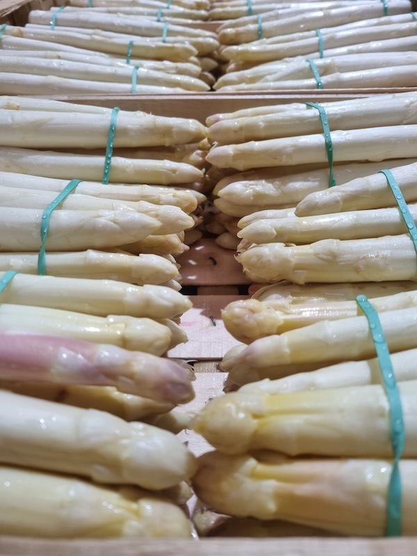 asperge blanche ultra fraîche