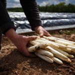 Asperge d’Alsace
