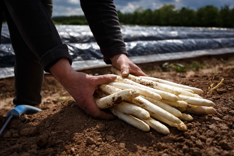 Asperge d’Alsace