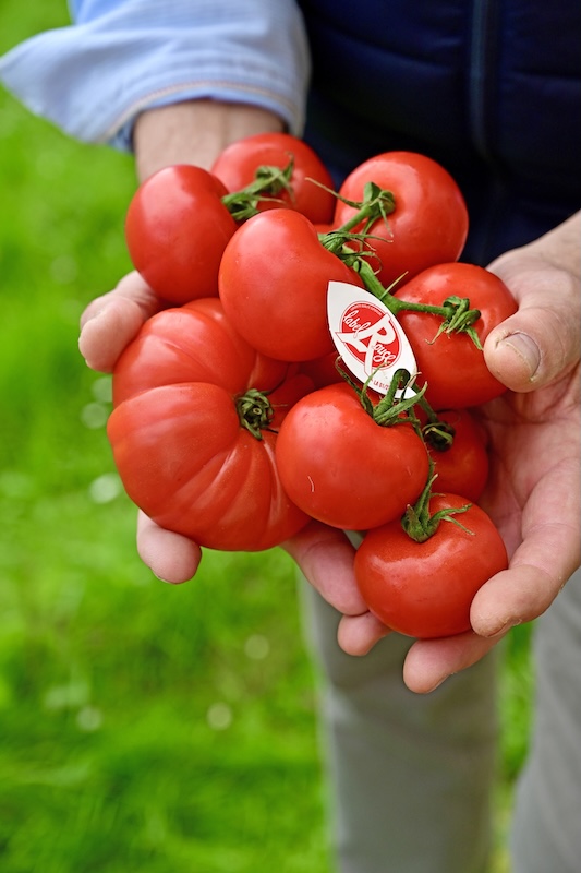 culture de la tomate