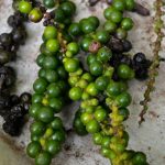 Festival International des Poivres 2026