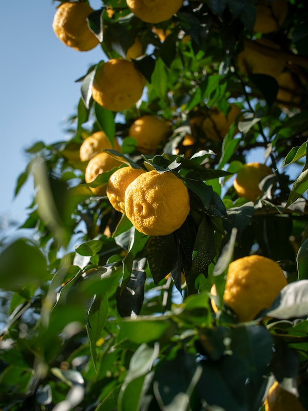 Yuzu